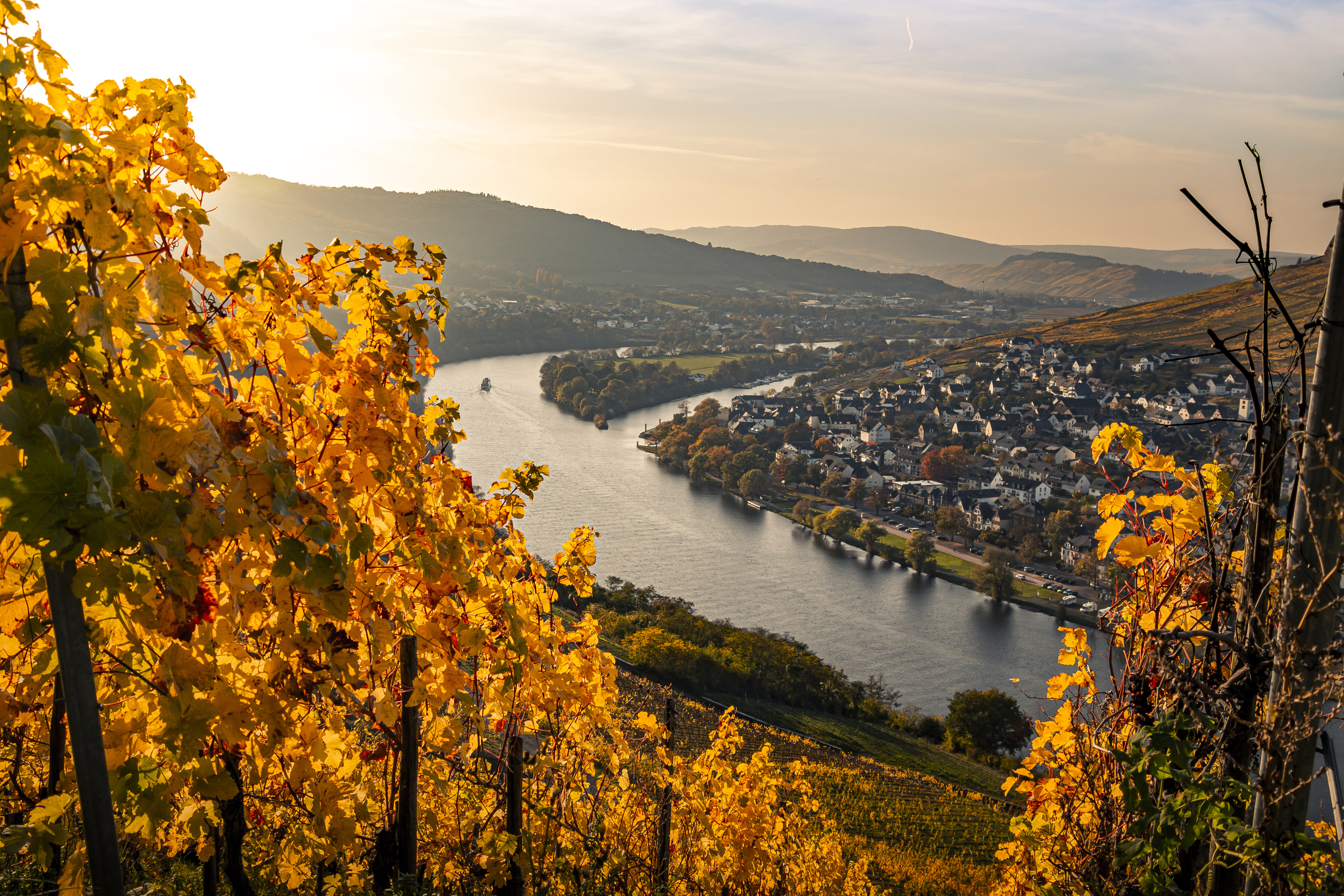 Artikelbild zum Beitrag: Weinberge im Herbst: Vier schöne Wanderwege in Rheinland-Pfalz